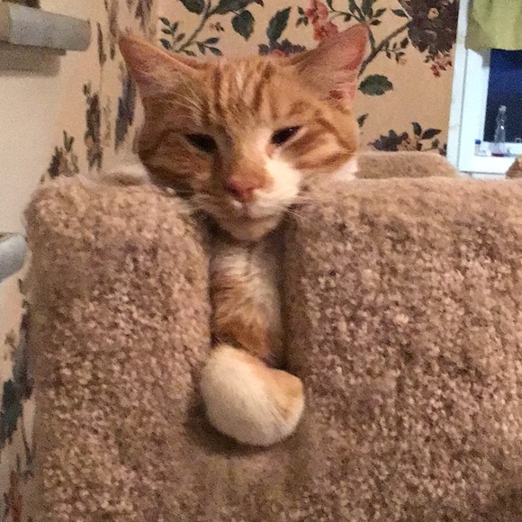 Meet your Posher, Laura - Picture 6 of 8